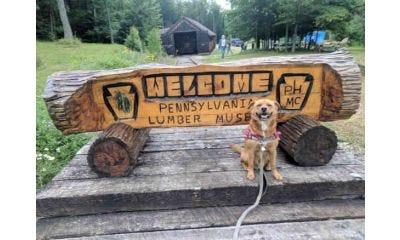 Re-Live the History of Logging in Pennsylvania